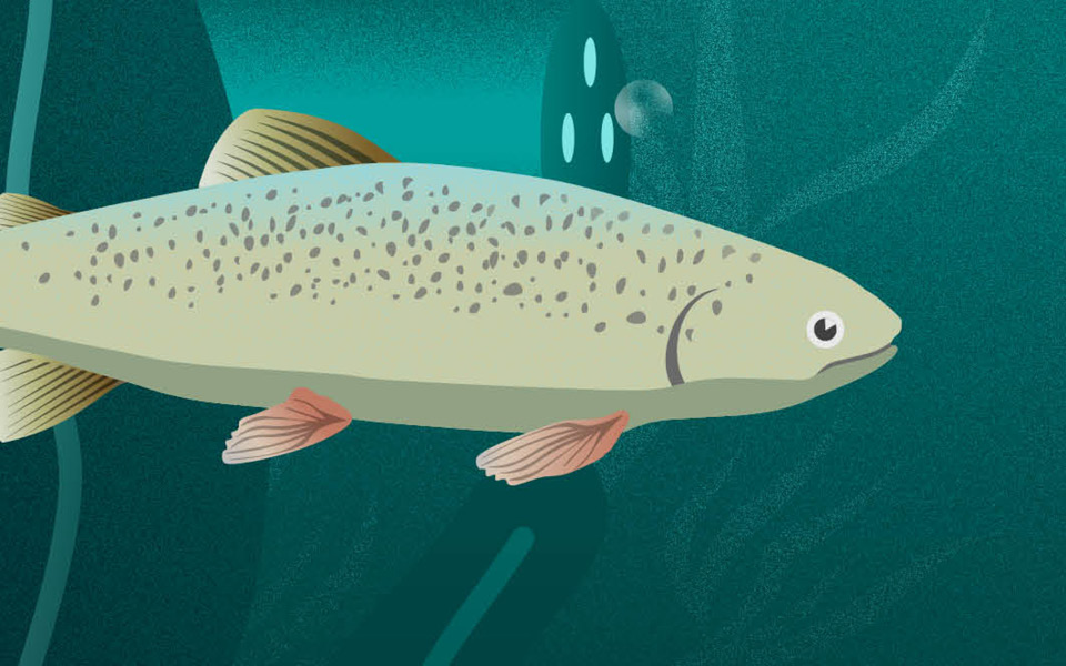 Wasserversorgung Stadt Zuerich Tramhaenger